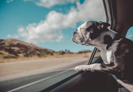 Designing a Dream Option for Our Pets — Blablapet